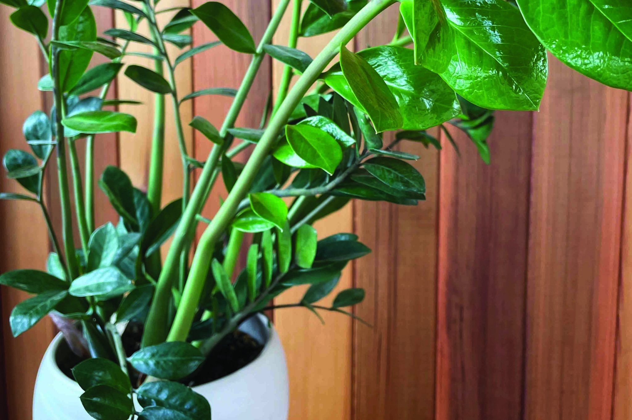 The new plant parent